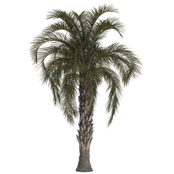 Düz arkaplana karşı yemyeşil tropik palmiye ağacı.