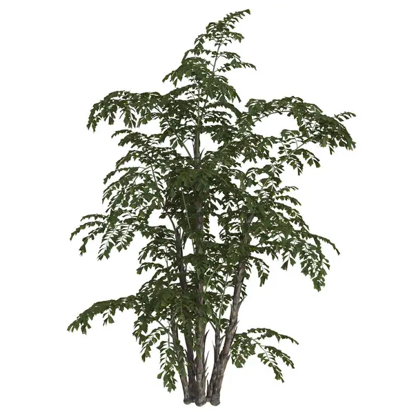 İnce dalları olan yemyeşil bir ağaç.