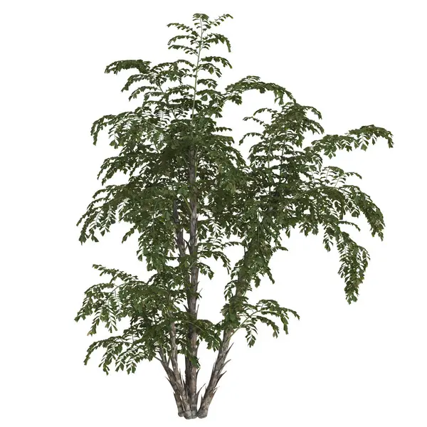 Beyaz arkaplanda yemyeşil bir moringa ağacı.