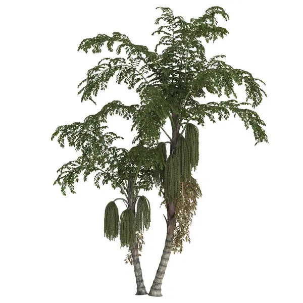 Bol yapraklı iki yemyeşil tropik ağaç..