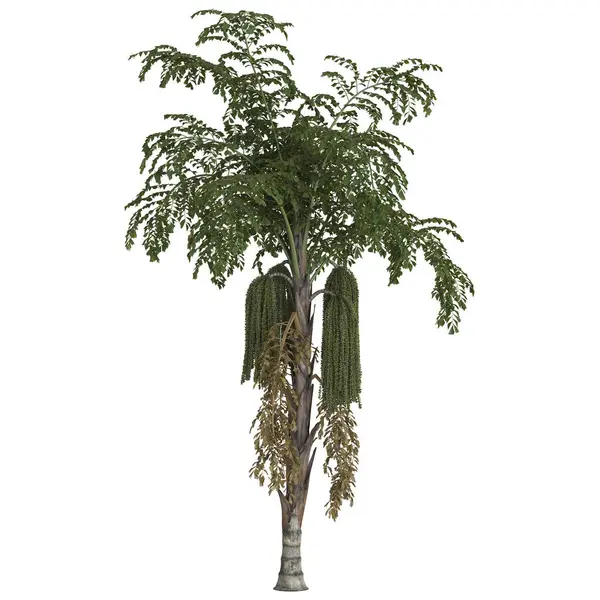 Uzun Moringa Ağacı, yemyeşil yapraklı.