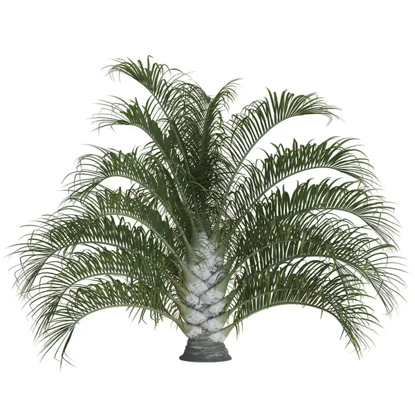 Zarif yaprakları olan gür palmiye ağaçları.