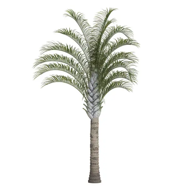 Beyaz arkaplanda uzun yapay palmiye ağacı