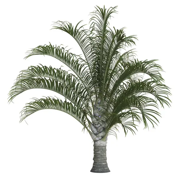 Tomurcukları parlak, kavisli hurma ağaçları..