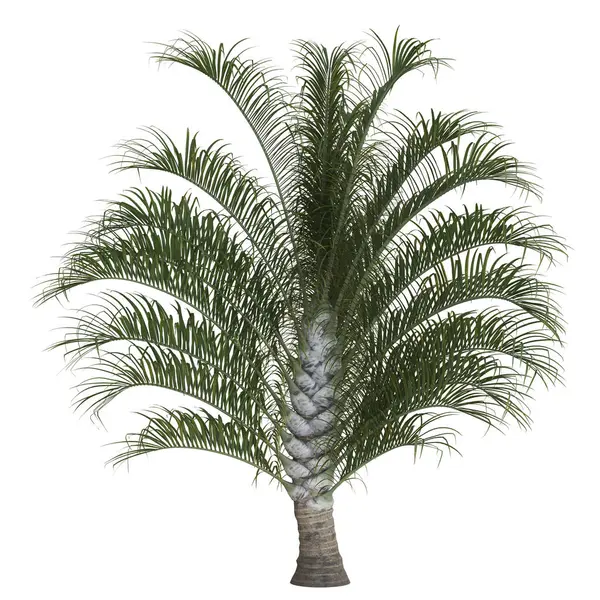 Canlı yeşil yaprakları olan gür tropikal palmiye ağaçları.