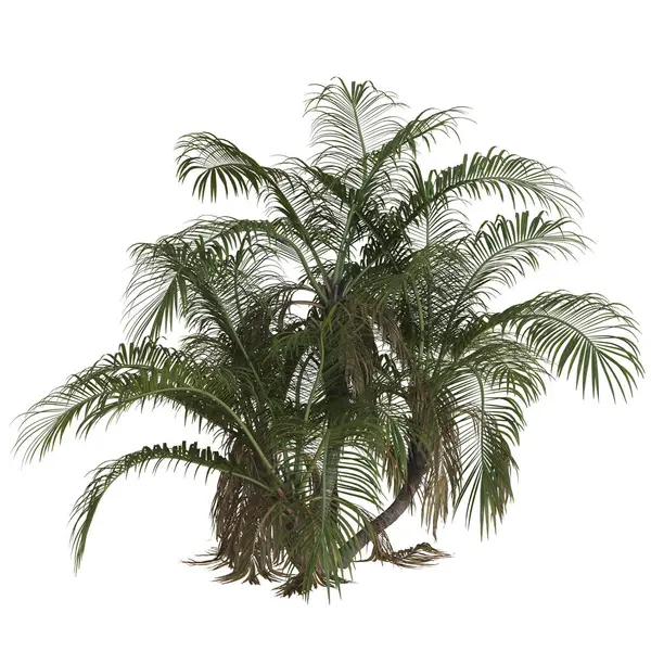 Beyaz arka plana karşı canlı tropikal palmiye bitkisi.