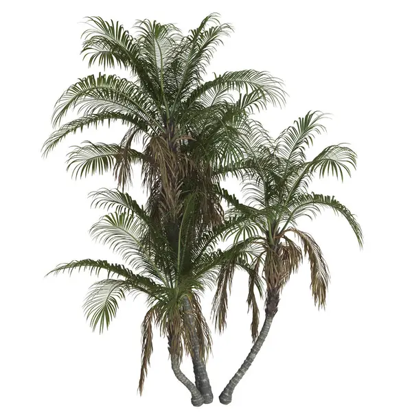 Beyaz arka planda izole edilmiş tropik palmiye ağaçları.