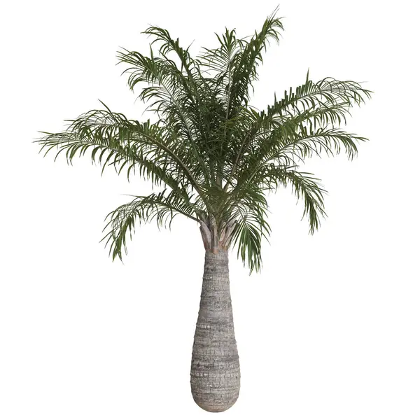 Canlı saksı suni palmiye ağacı.