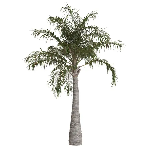 Beyaz arkaplana karşı uzun palmiye ağacı.