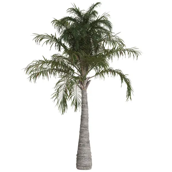 Yeşillik yaprakları olan uzun bir palmiye ağacı.