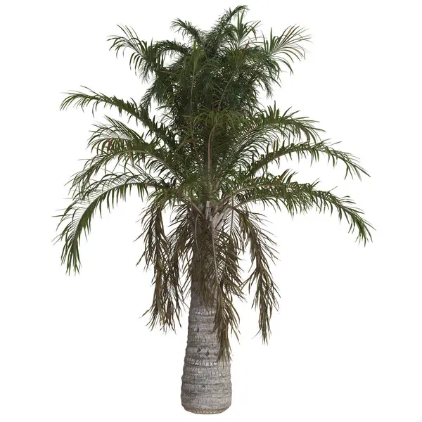 Minimalist bir ortamda tropik palmiye ağacı.