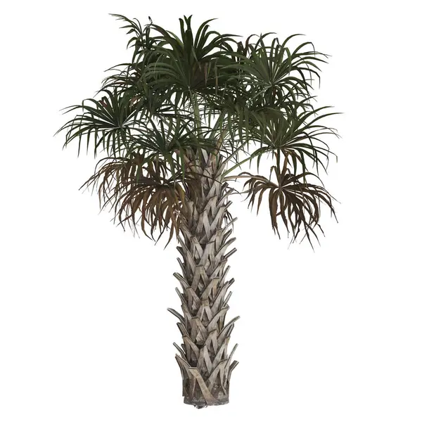 Beyaz arkaplanda yemyeşil tropikal palmiye ağacı