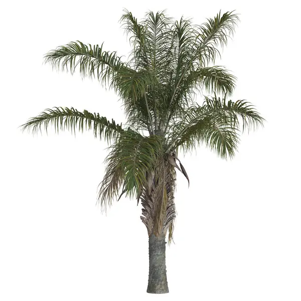 Beyaz arkaplanda tropik palmiye ağacı