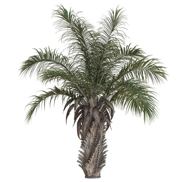 Bereketli tropikal palmiye ağacı beyaza izole edilmiş..