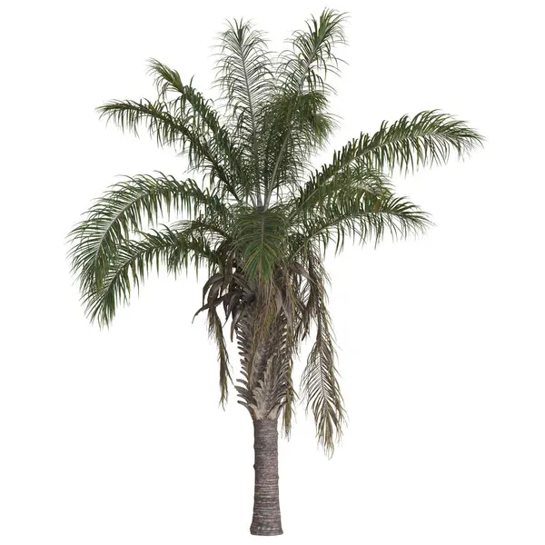 Beyaz arkaplanda görkemli tropikal palmiye ağacı