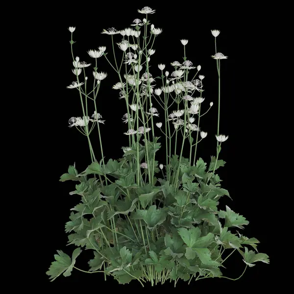 Uzun yeşil saplı zarif kır çiçekleri..