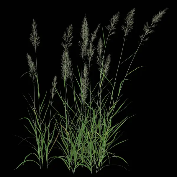 Siyah arkaplana karşı zarif otlar