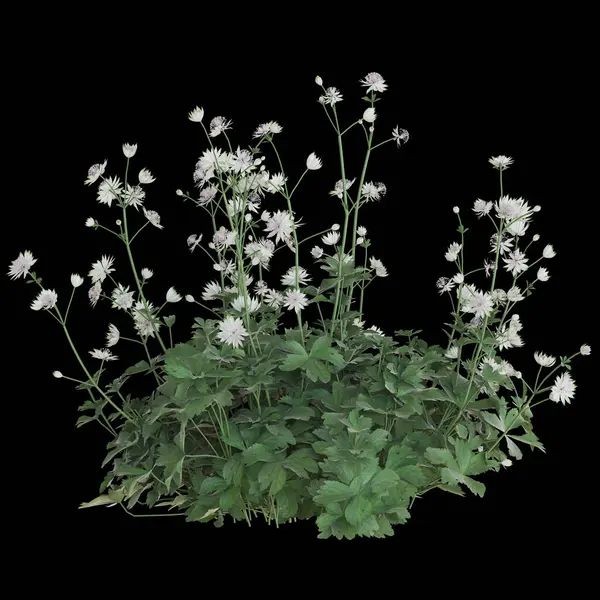 Koyu arkaplanda beyaz çayır çiçekleri