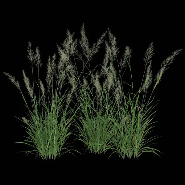 Siyah arka planda yemyeşil, uzun çimenler