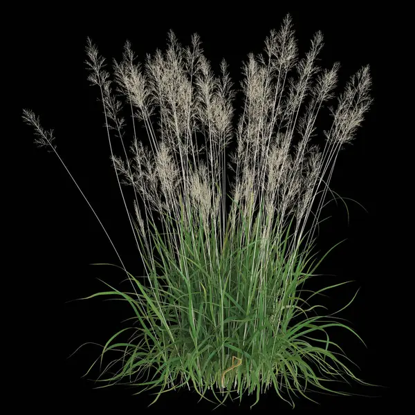 Narin tohum başları ile yemyeşil çimenler.