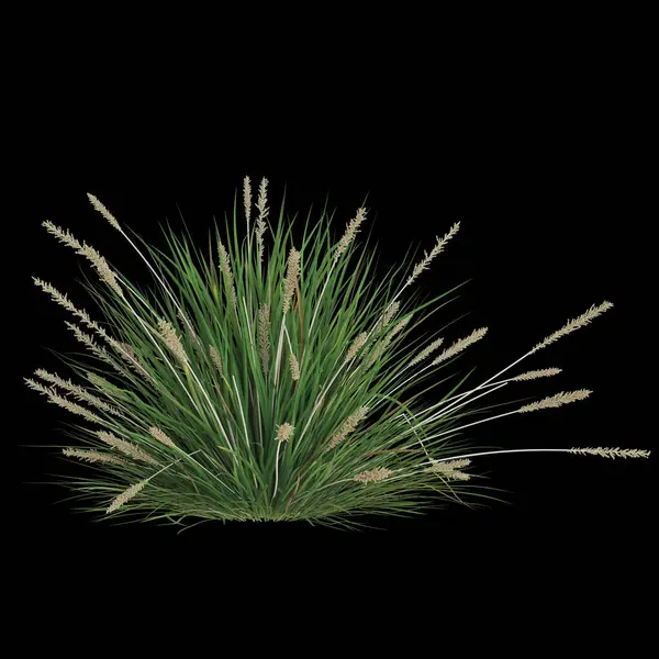 Siyah arka planda izole edilmiş uzun otlar.