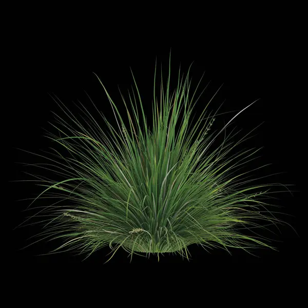 Yemyeşil çimenler siyah arkaplanda izole edilmiş.