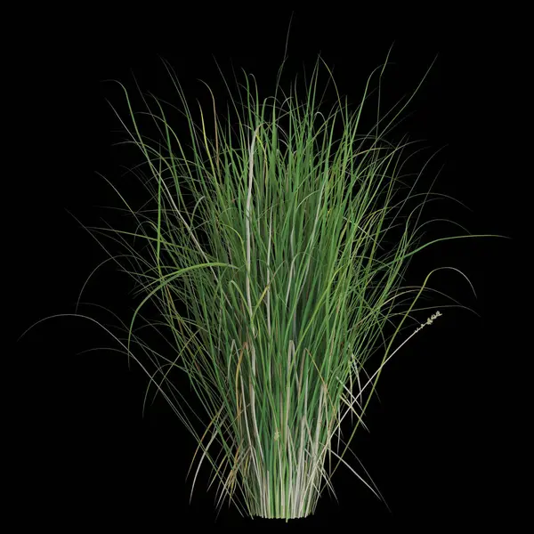 Siyah arka planda yemyeşil otlar