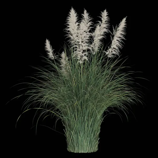 Siyah arka plana karşı zarif otlar..