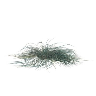 Çimen yapraklarından oluşan gür bir küme..