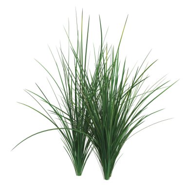 Beyaz arka planda canlı yeşil çimen bıçakları