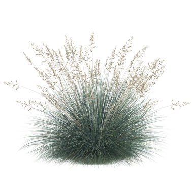 Zarif tohum başlıklı zarif otlar..