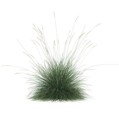 Beyaz arkaplandaki yemyeşil otlar