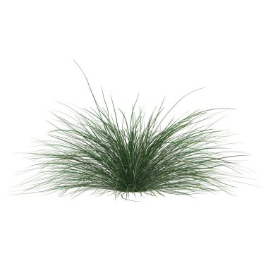 Beyaz arka planda yemyeşil çimenler