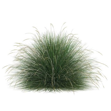 Beyaz arkaplandaki yemyeşil otlar.