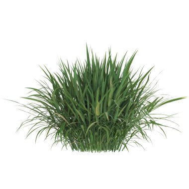 Beyaz arka plan üzerinde izole gür yeşil çimen