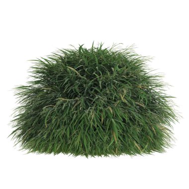 Yeşiller yemyeşil çimenler..