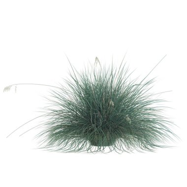 Narin tohum başlıklı bereketli çimenler..