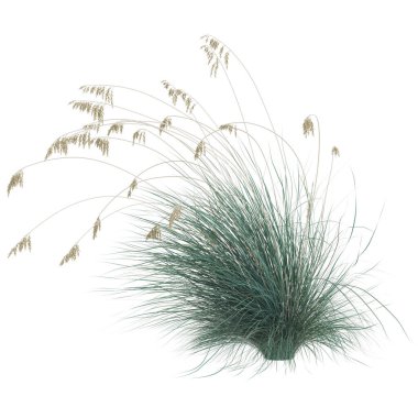 Zarif tohum başlıklı zarif otlar.