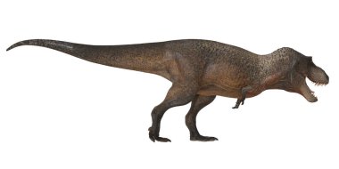 Kükreyen bir T. Rex dinozorunun gerçekçi modeli.