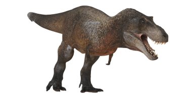 Dinamik pozisyondaki güçlü T-Rex dinozoru