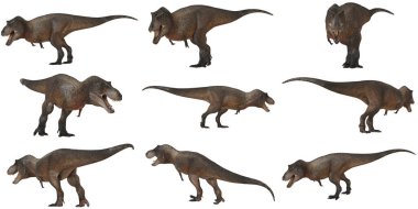 Tyrannosaurus Rex modellerinin koleksiyonu.