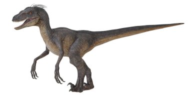 Beyaz arkaplanda canlı Velociraptor modeli.