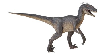 Beyaz arkaplanda gerçekçi Velociraptor dinozoru.