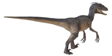 Velociraptor dinozorunun gerçekçi tasviri.