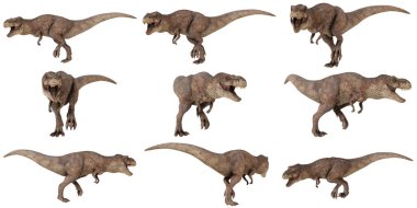 Çeşitli dinamik pozlarda Tyrannosaurus rex