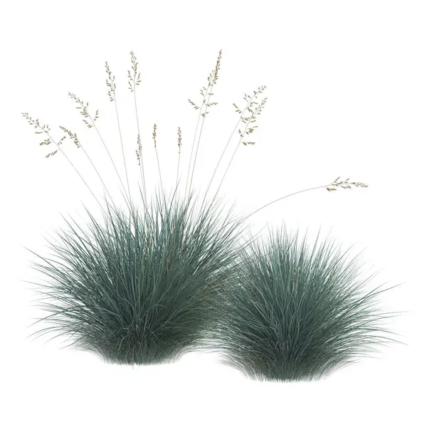 Narin tohum başlıklı gür otlar.