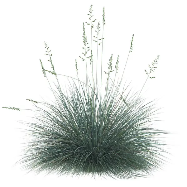 Narin tohum başları ile yemyeşil çimenler