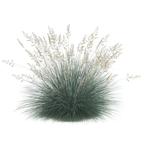 Zarif tohum başlıklı zarif otlar..