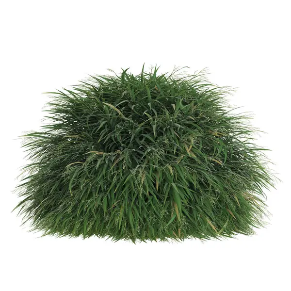 Yeşiller yemyeşil çimenler..