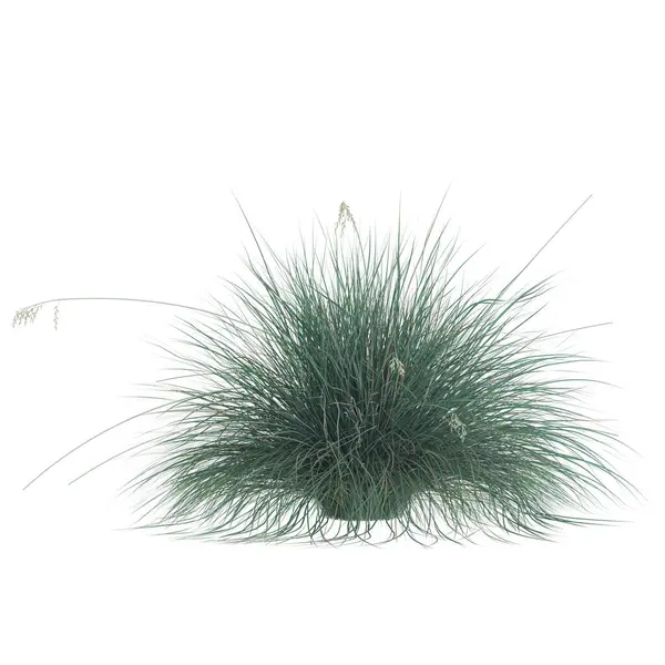 Narin tohum başlıklı bereketli çimenler..